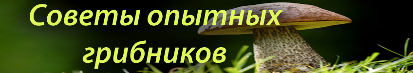 Где искать грибы чем пахнут грибы